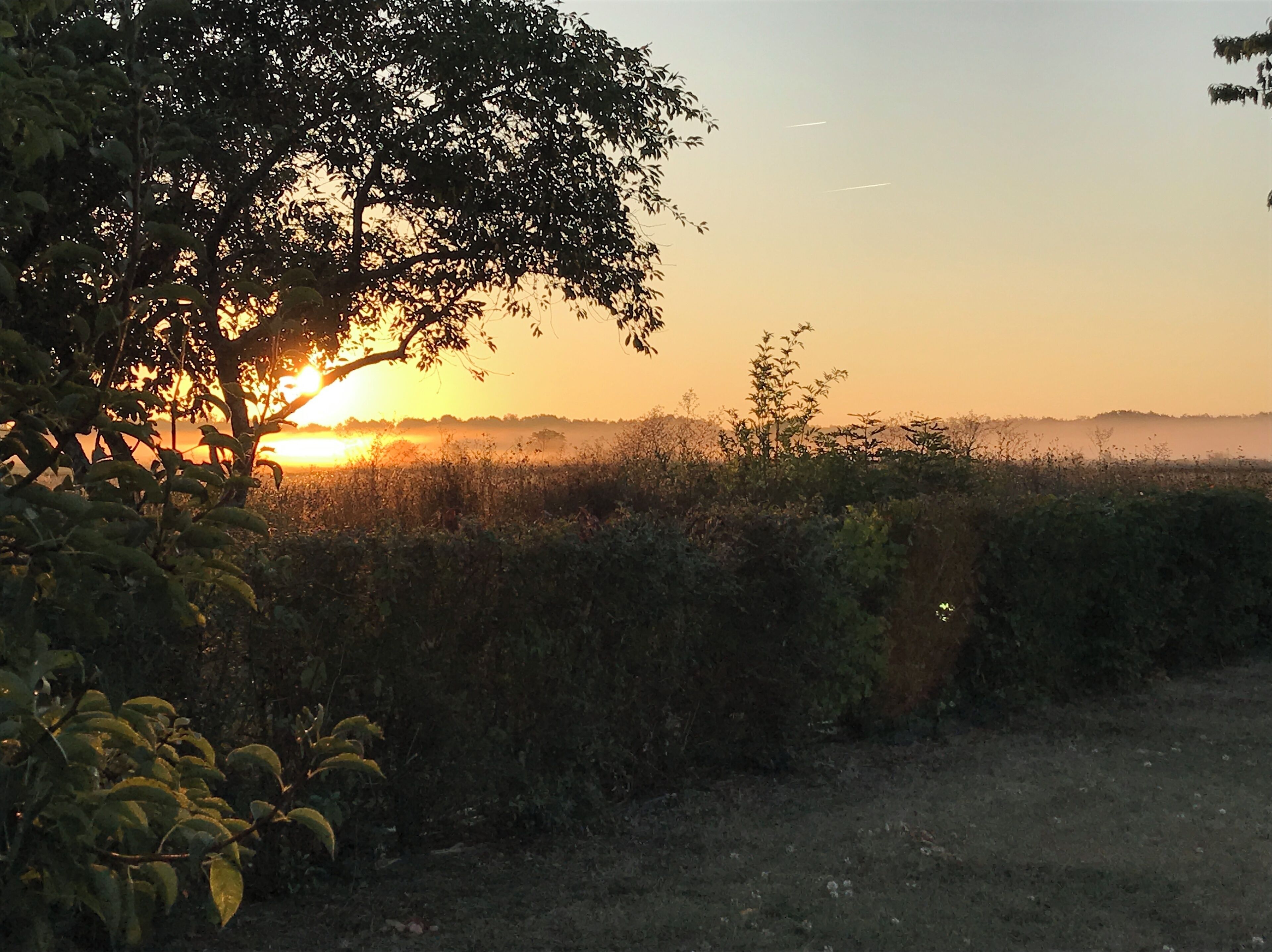 Ein Sonnenuntergang über einem Feld mit Bäumen im Vordergrund.