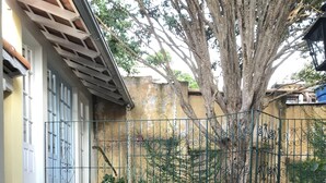 Ein Innenhof mit Fliesenboden, einem Metallzaun und einem Baum.
