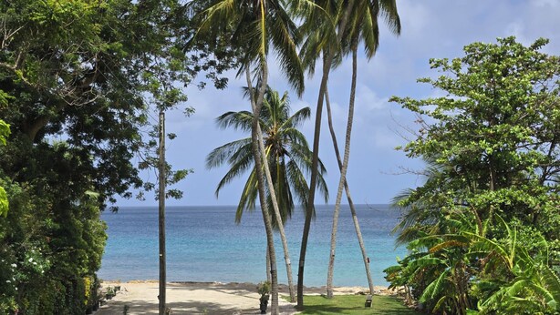A tropical garden with palm trees, a pathway, and a view of the ocean. - Beachfront-Chandler'sCoast-10mins to Holetown-2 BR apartment-private gated villa (Weston)