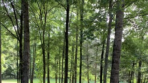 A paved pathway in a park with tall trees and a grassy area.