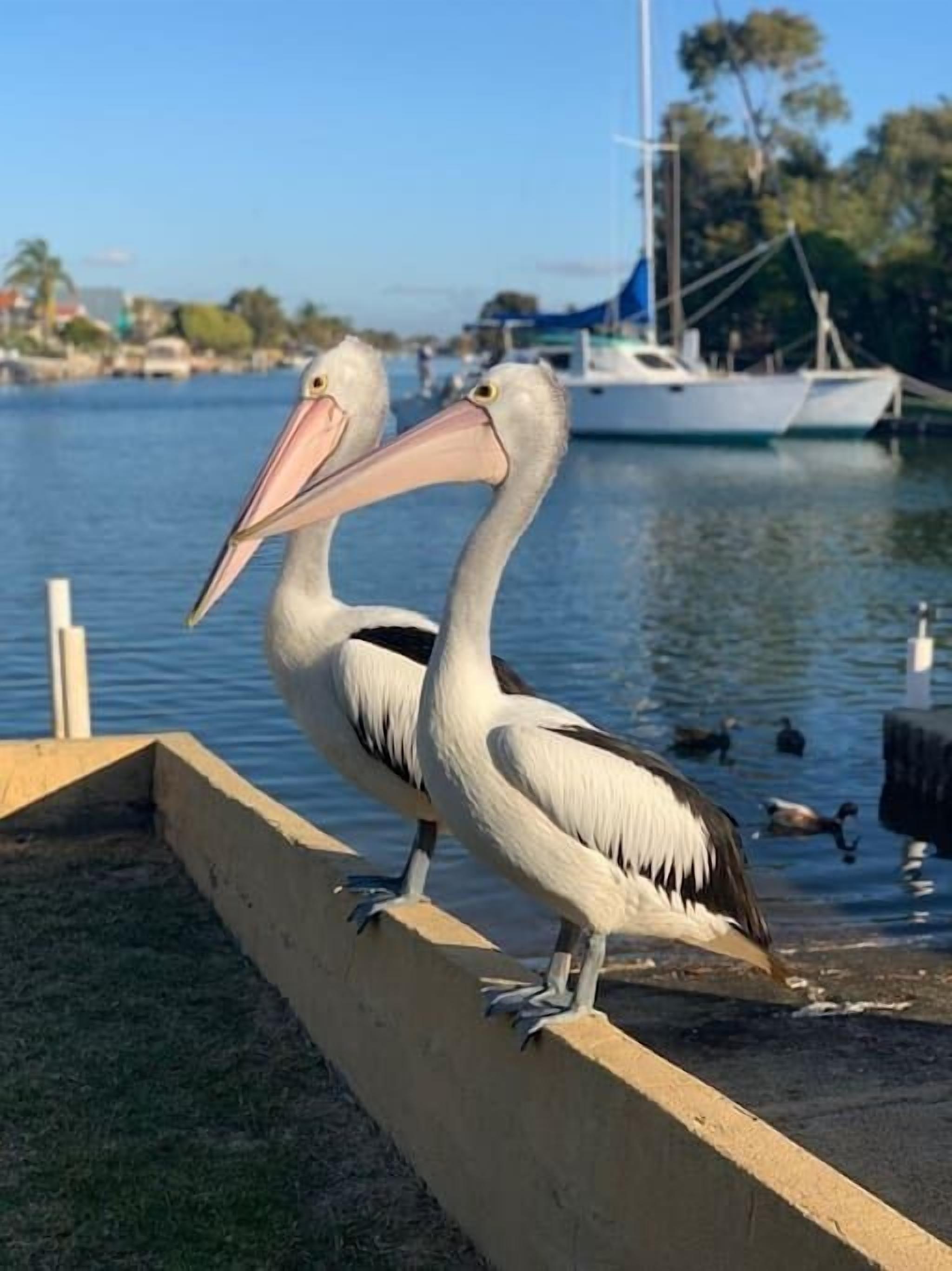 Living the Dream in South Yunderup