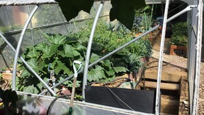 Uma estufa com estrutura metálica e teto transparente, contendo diversas plantas e ferramentas de jardinagem.