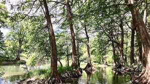 A serene forested area with a calm water body surrounded by tall trees. - Good Night Sleep Tight | Guadalupe Riverfront | WiFi | Pools (New Braunfels)