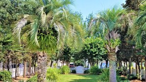 Un jardín ajardinado con palmeras, un césped y un camino pavimentado.