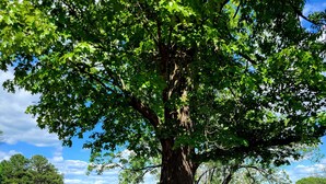 Un espacio para comer al aire libre con una pared de piedra, un árbol grande y una mesa con sillas.