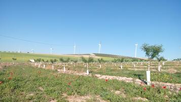 A landscape with wind turbines and a field of young trees.
