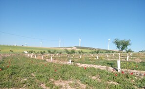 A landscape with wind turbines and a field of young trees. - Alojamiento Rural El Oregano (Campillos)