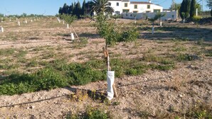 A rural landscape with a single-story building, wind turbines, and young trees planted in rows. - Alojamiento Rural El Oregano (Campillos)