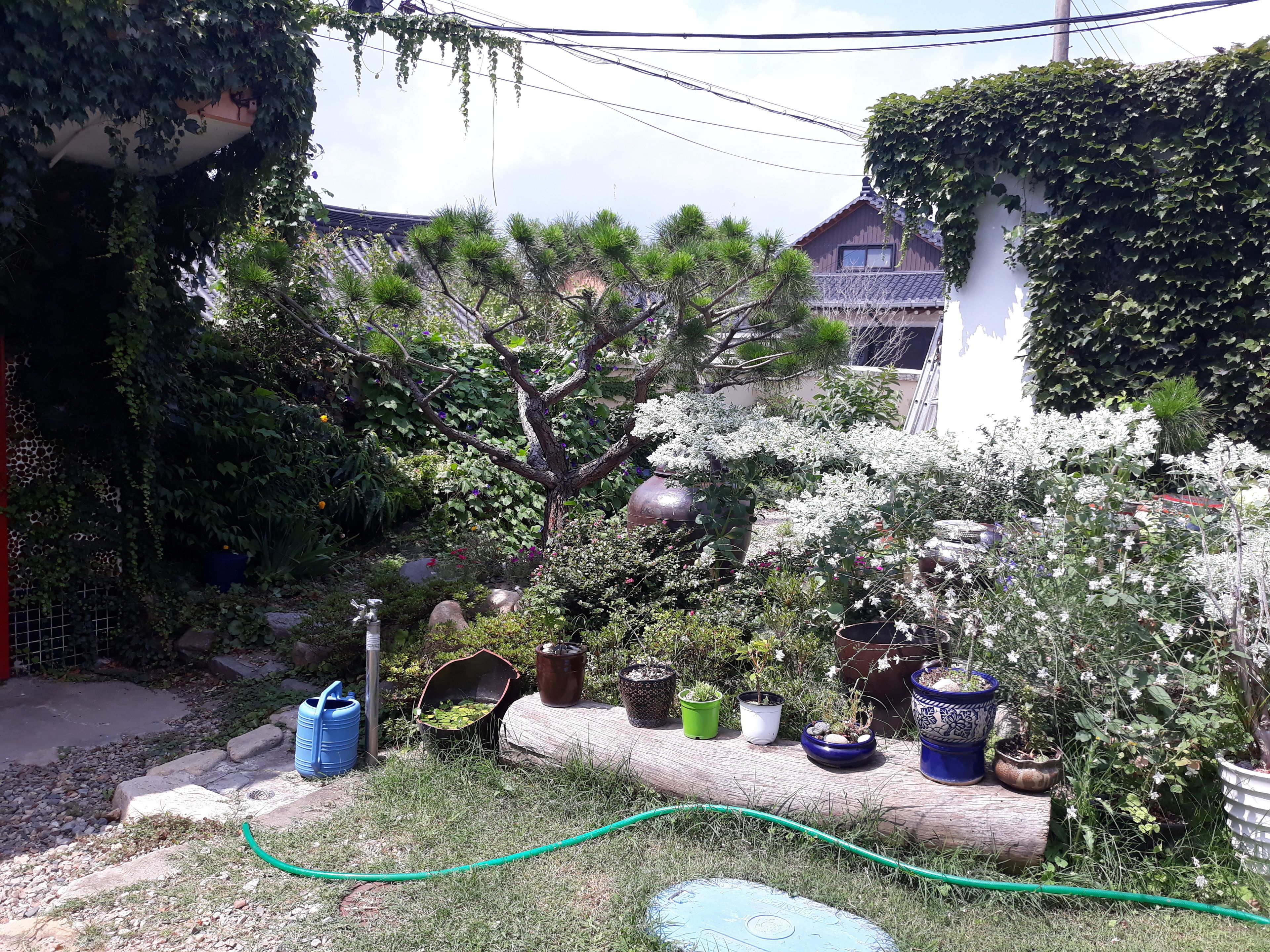 A garden with various potted plants, a hose, and a tree.