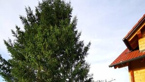 A wooden house with a red roof, surrounded by a grassy yard and a large tree. - MERIKOTKA: cozy wooden cottage sLOVEnia with farm view & wonderful neighborhoods (Braslovče)