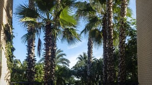 A covered outdoor area with tiled flooring, surrounded by tall palm trees and a clear blue sky. - Dorasal Bl. A esc. IV 1º Solo Familias! (Xeraco Playa)