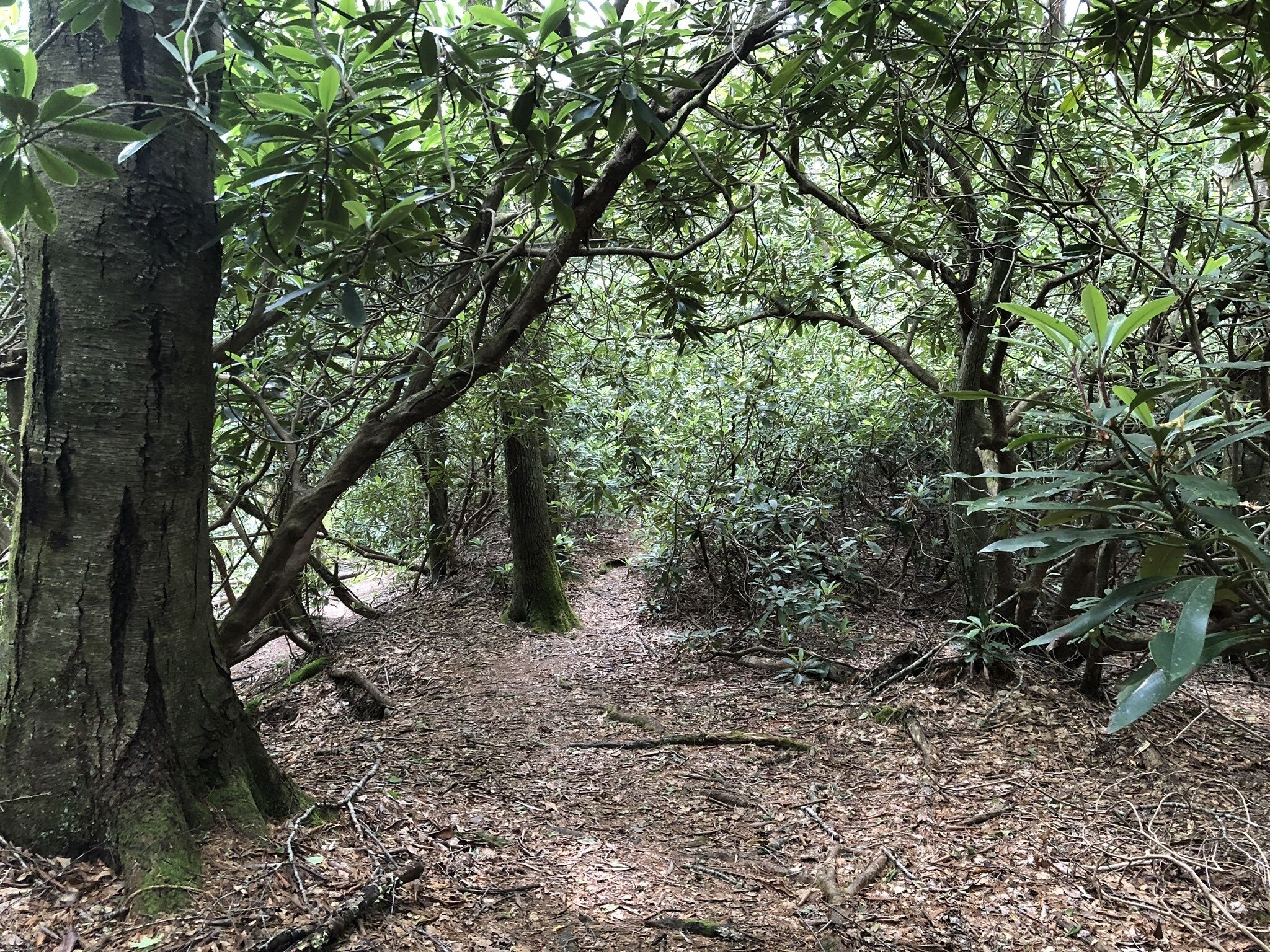 A forest path with dense foliage and trees.