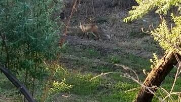 Un ciervo en un entorno natural con abundante follaje y un tronco de árbol.