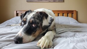 Un perro acostado en una cama con cabecera de madera, un cuadro de un oso en la pared, y una pared lisa al fondo.