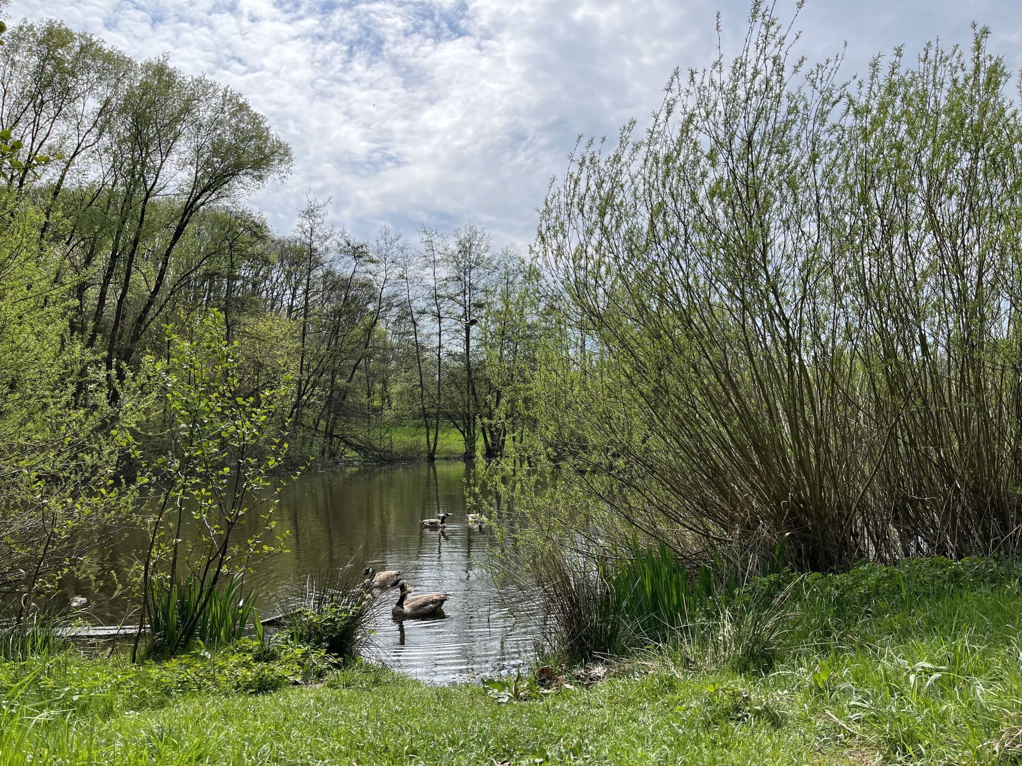 A serene pond surrounded by lush greenery and trees.