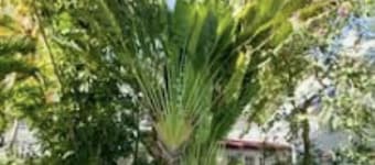 3 blocks from waterfront and 1 block off Duval in Old Town Key West