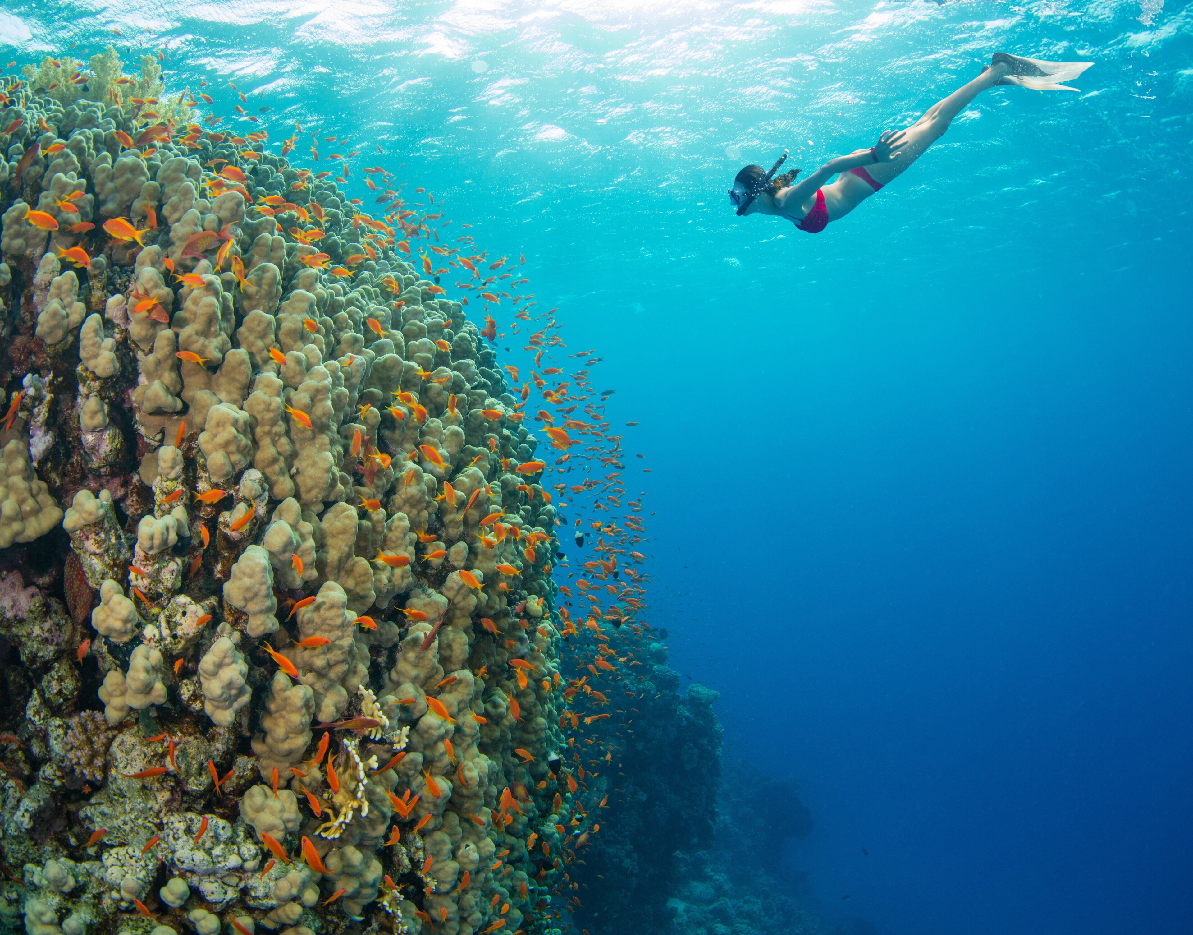 Un buceador nada cerca de un arrecife de coral con diversos peces.