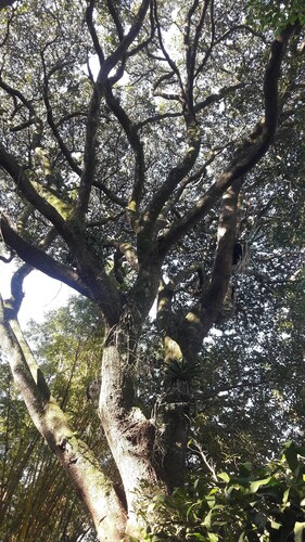 Leppäkerttu nurkka Prarque ja pato edessä