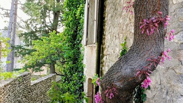 Un muro in pietra con un albero che vi cresce addosso, un sentiero in pietra e un edificio sullo sfondo.