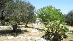 A natural landscape with olive trees and a cactus. - Simona holiday home. (TAVIANO)