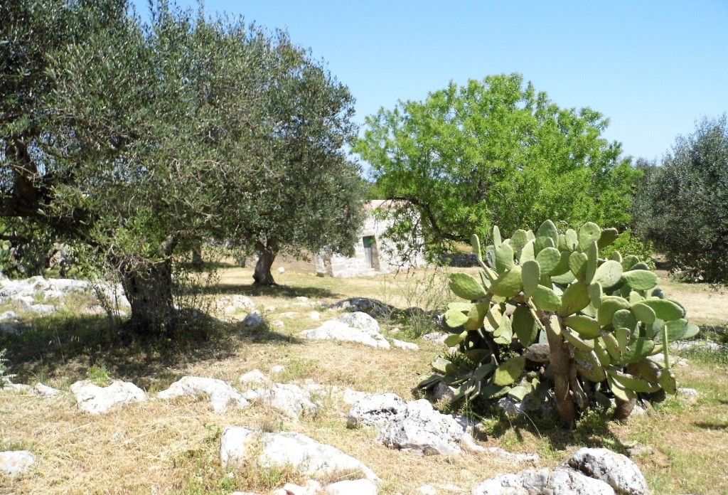 Un paysage naturel avec des oliviers et un cactus.