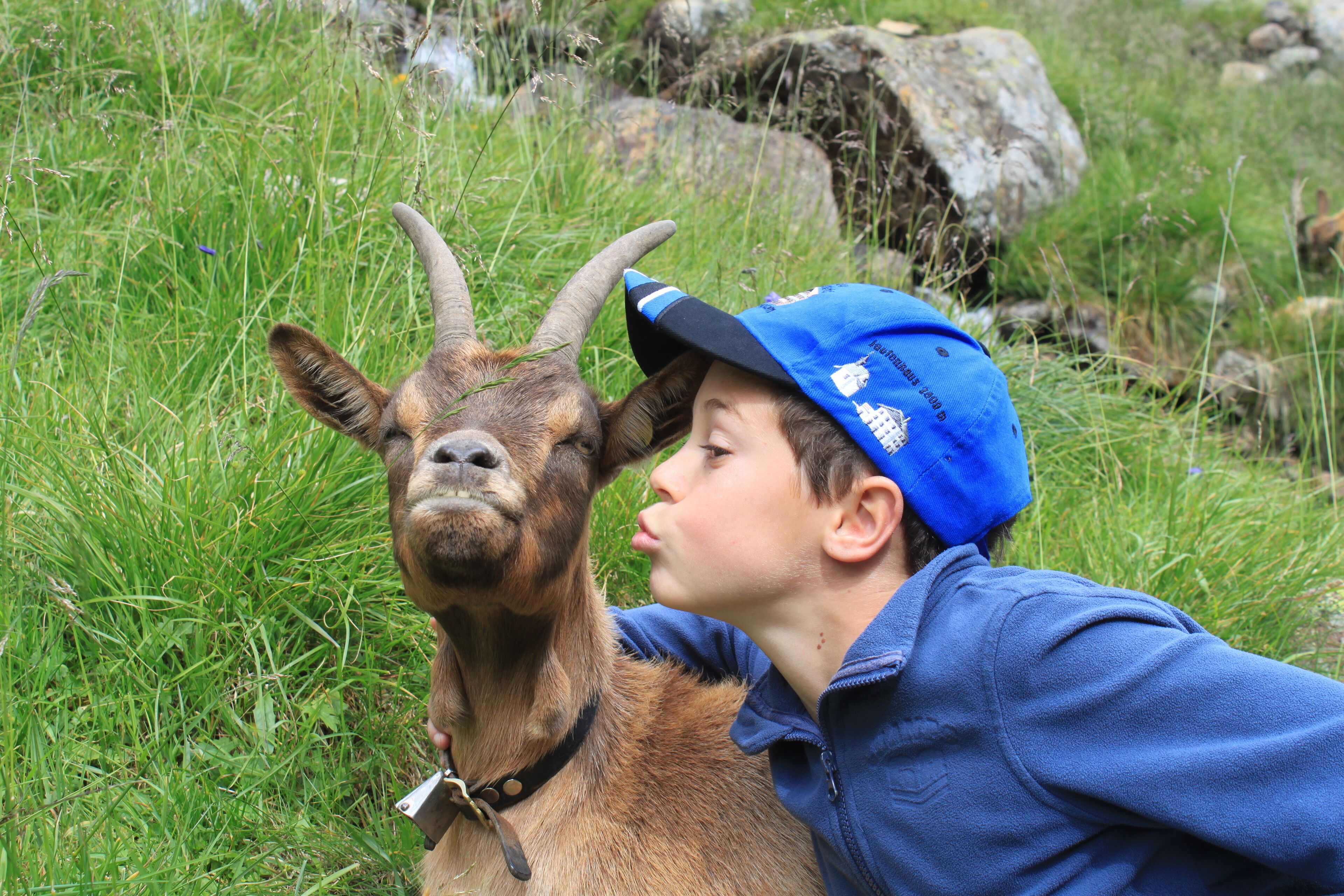 A person in a blue jacket and cap interacting with a goat in a grassy outdoor area.