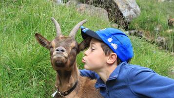 A person in a blue jacket and cap interacting with a goat in a grassy outdoor area.