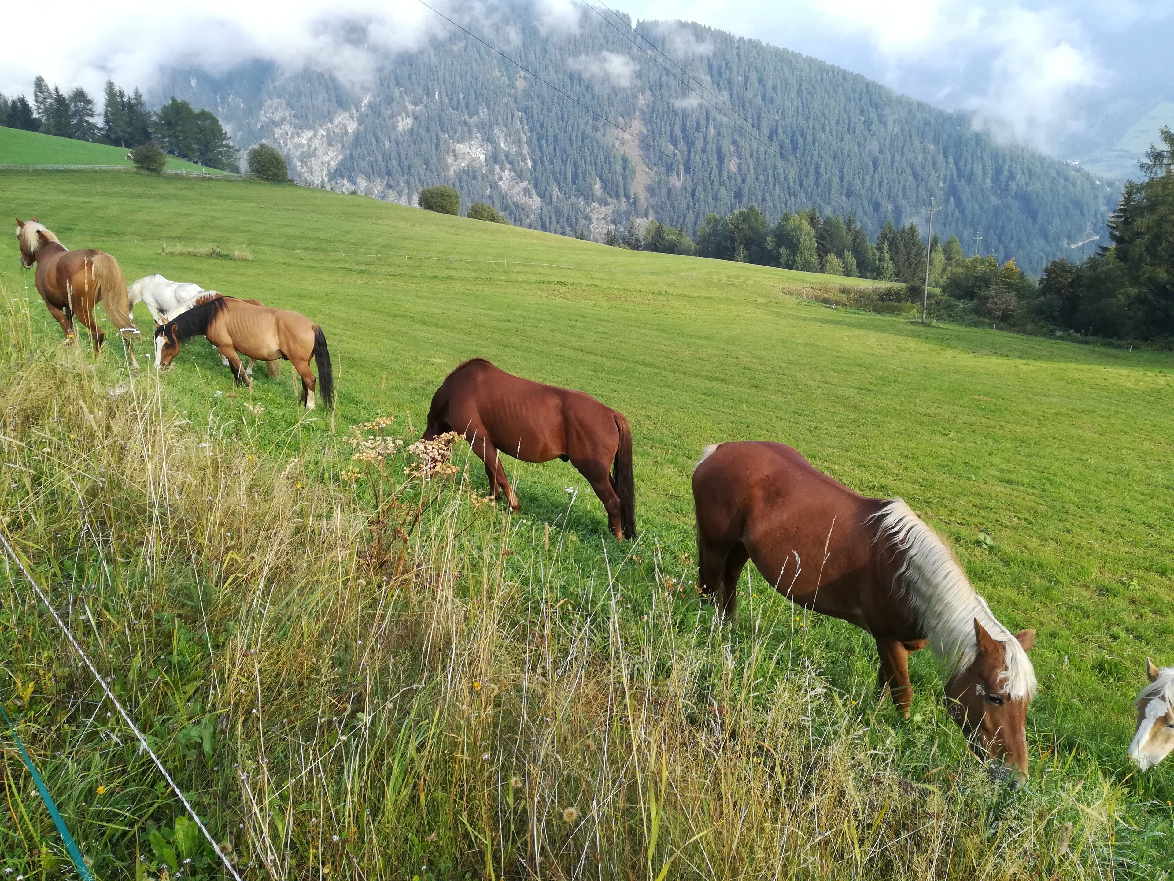 Eine grasbewachsene Wiese mit weidenden Pferden, umgeben von einem bewaldeten Gebirge.
