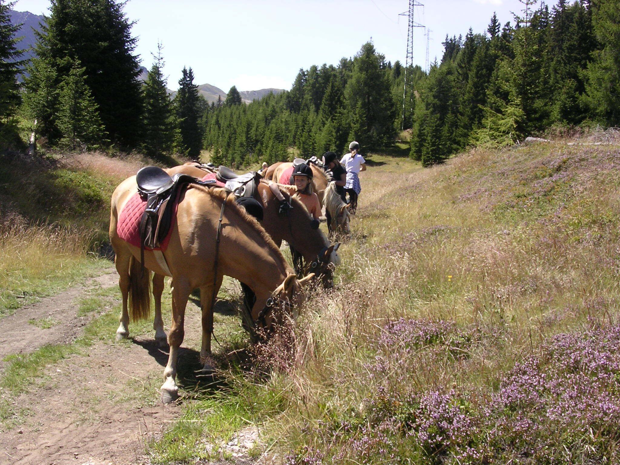 Un gruppo di cavalli con cavalieri su un sentiero sterrato, circondato da una fitta foresta e montagne.