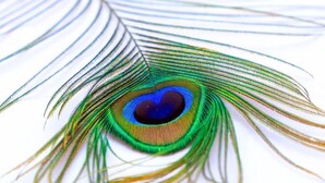 Primer plano de una pluma de pavo real con un llamativo diseño en forma de ojo.