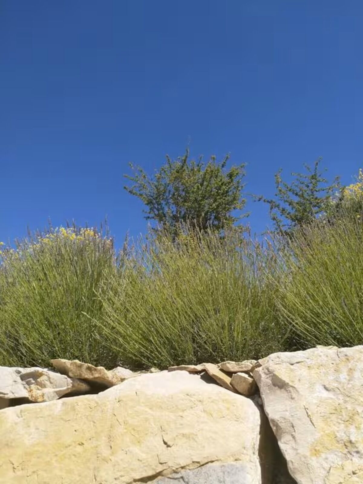 Eine felsige Landschaft mit vereinzelter Vegetation und blauem Himmel.