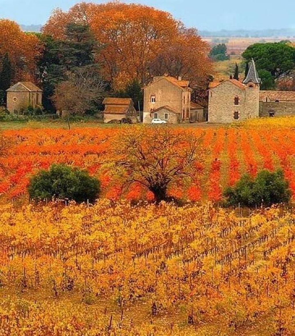 Viñedo con hileras de viñas y algunos edificios al fondo.