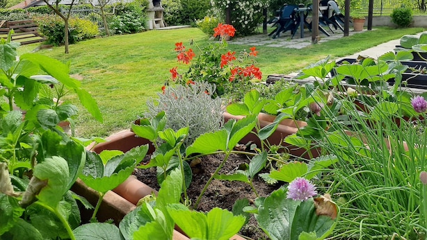 Un jardín con jardineras elevadas, un pérgola y un césped.