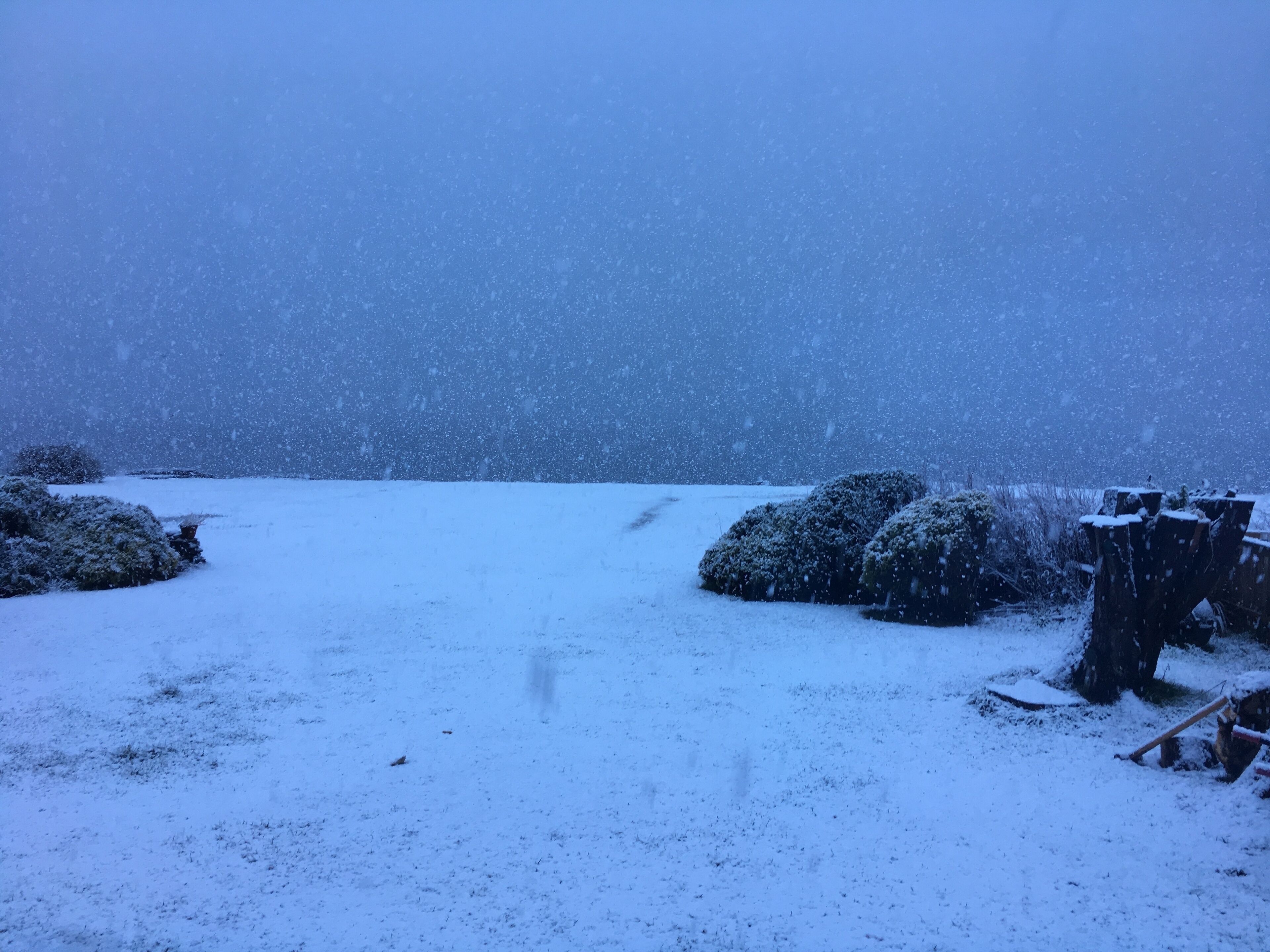 Paisatge nevós amb un camí que travessa un camp de arbustos coberts de neu.