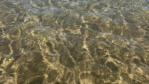 Ein Strand mit klarem, flachen Wasser, sandigem Ufer und Palmen.