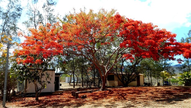 A tree with red leaves in a residential area with houses and a clear sky. - La Petite Ferme (La Foa)