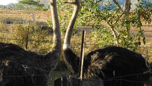 Two ostriches in a fenced enclosure with a mountainous background. - La Petite Ferme (La Foa)