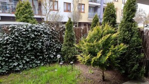 A garden with a hedge, evergreen trees, and a paved walkway.