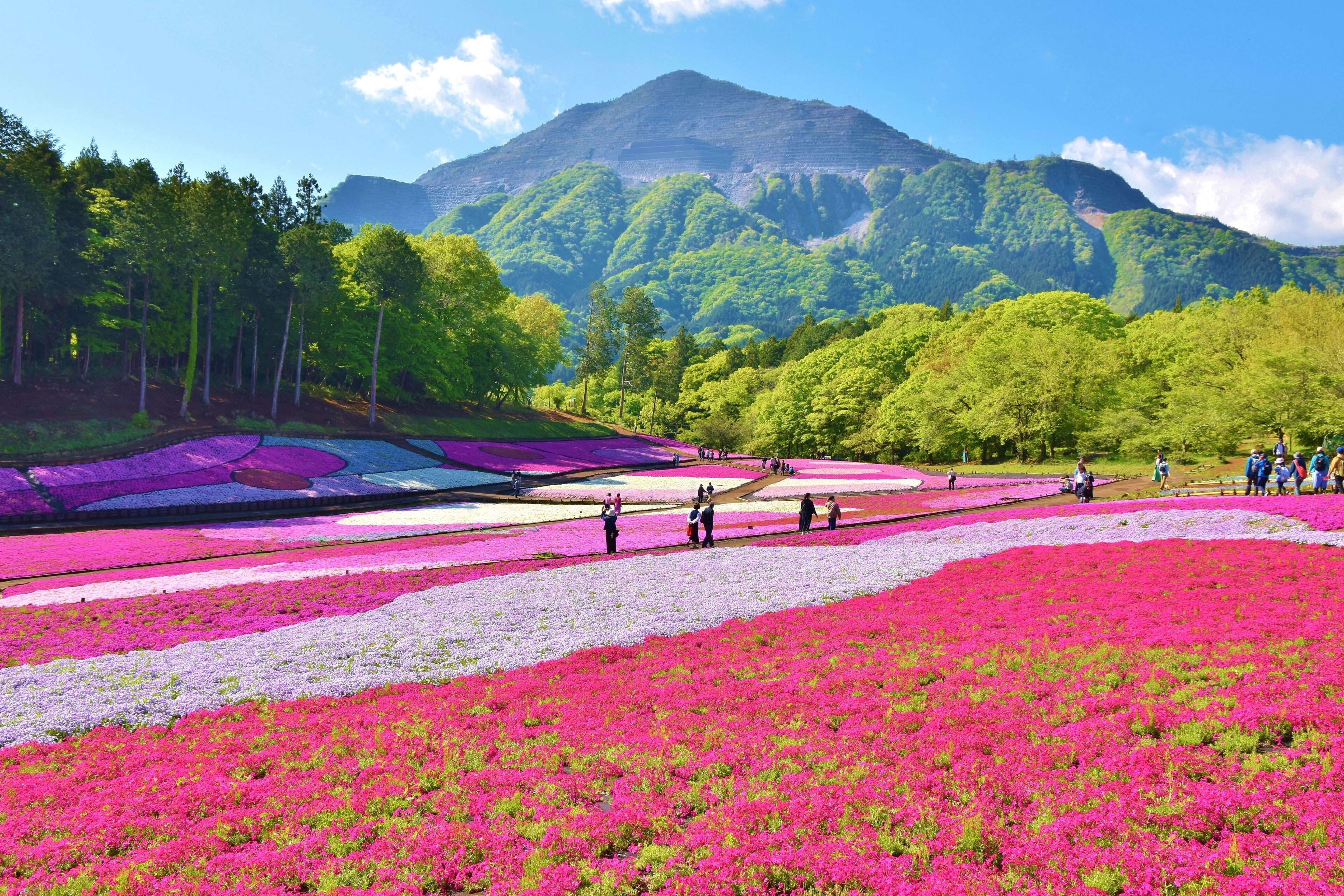 Paesaggio montuoso con un prato in primo piano pieno di fiori rosa vivaci e una zona boschiva con persone che passeggiano.