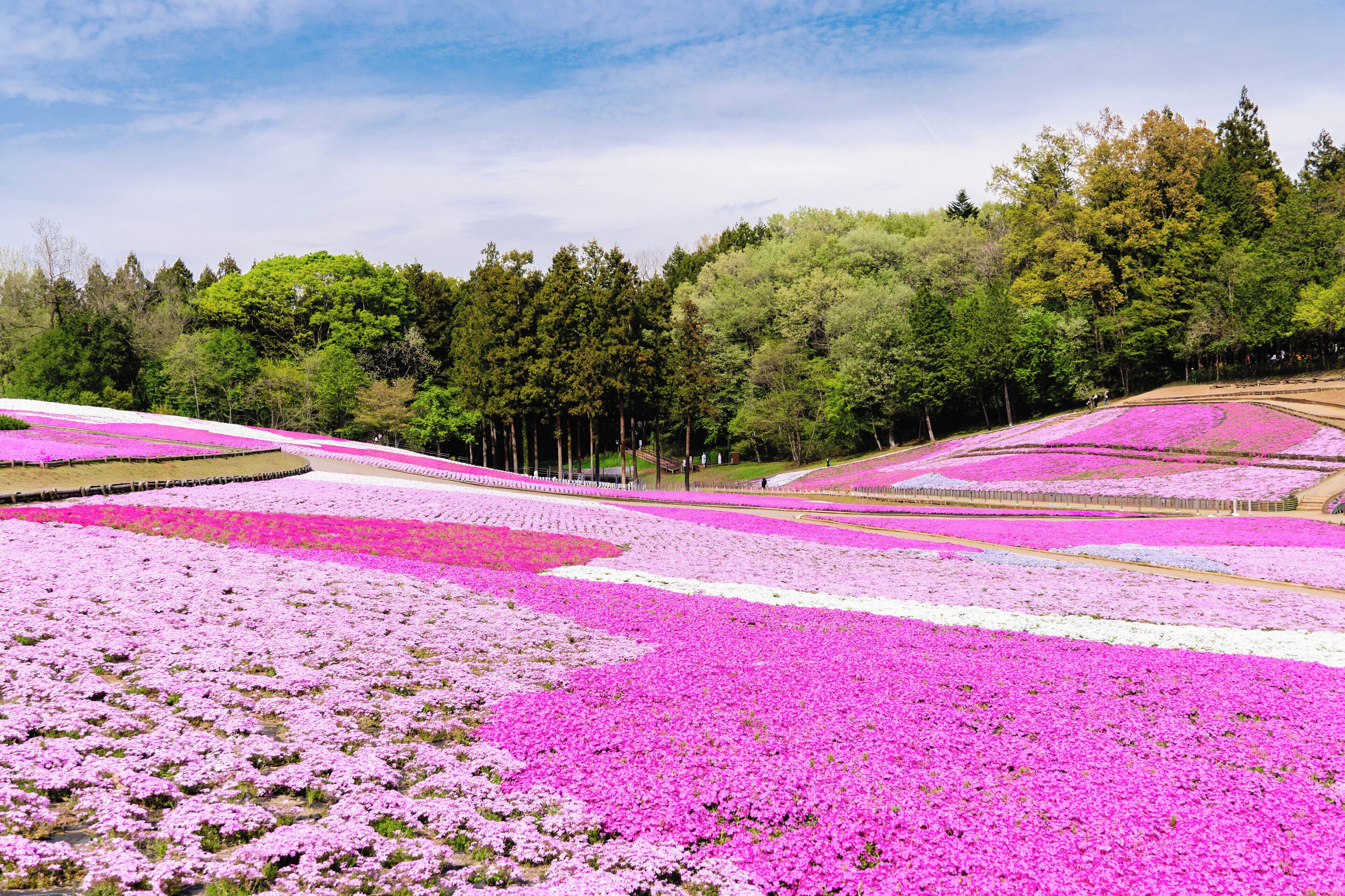 Un vaste espace extérieur, avec de nombreux rangs de fleurs roses et des arbres verts en arrière-plan.