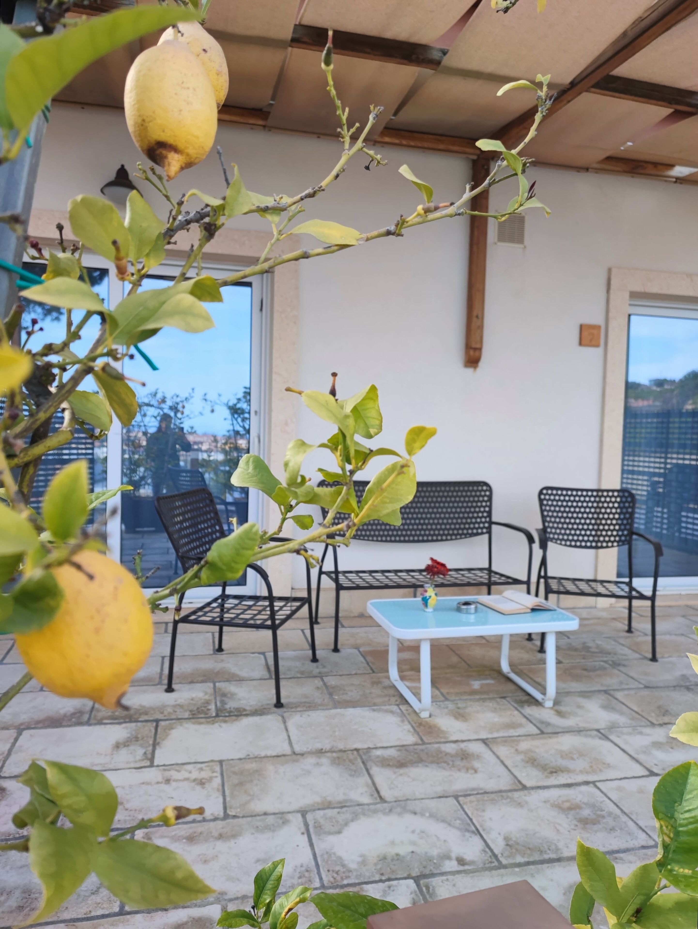 Un patio con una mesa, dos sillas, una planta en maceta y un limonero colgante.