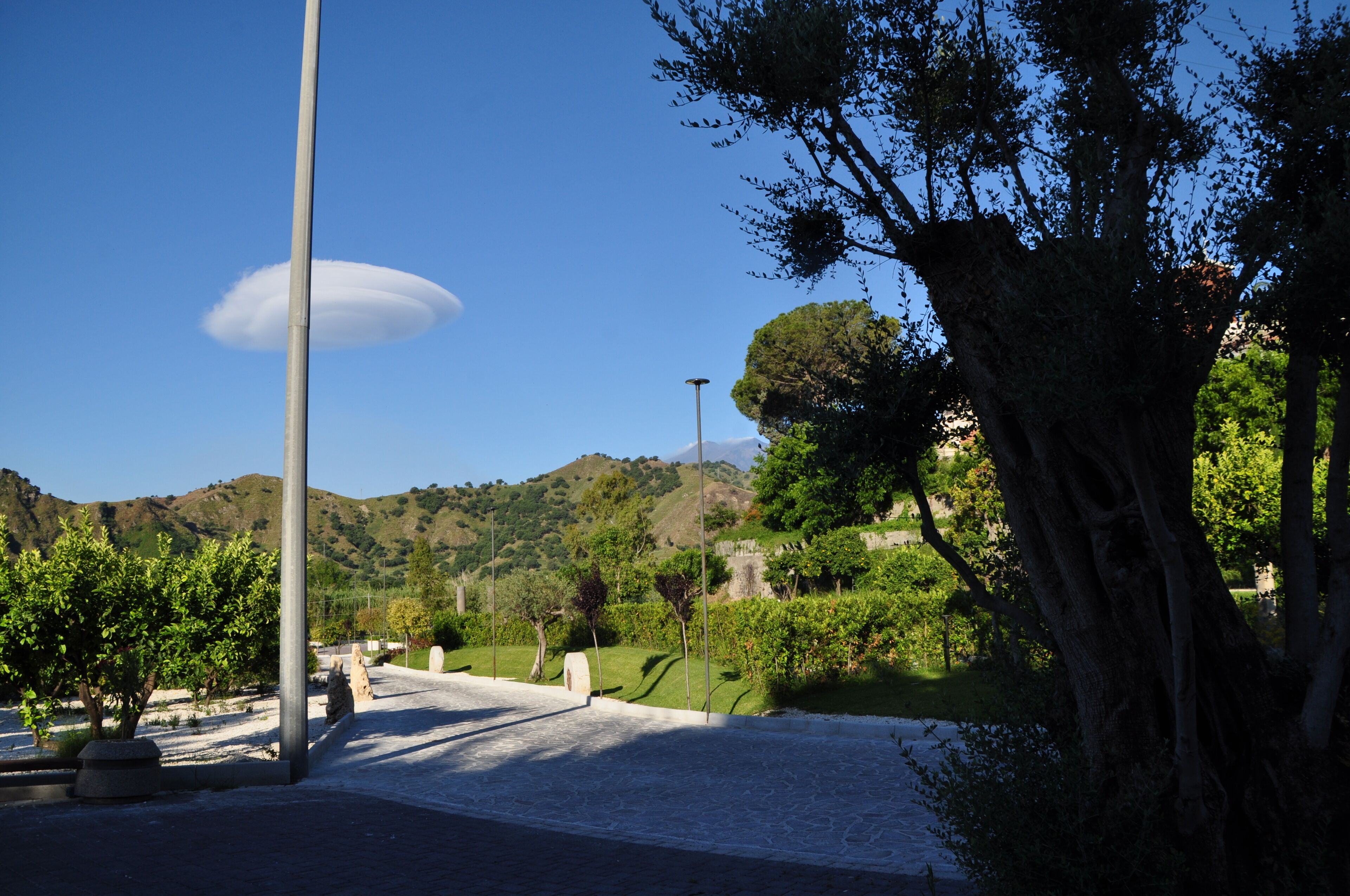 Un sendero pavimentado en un parque, con árboles y una colina distante.