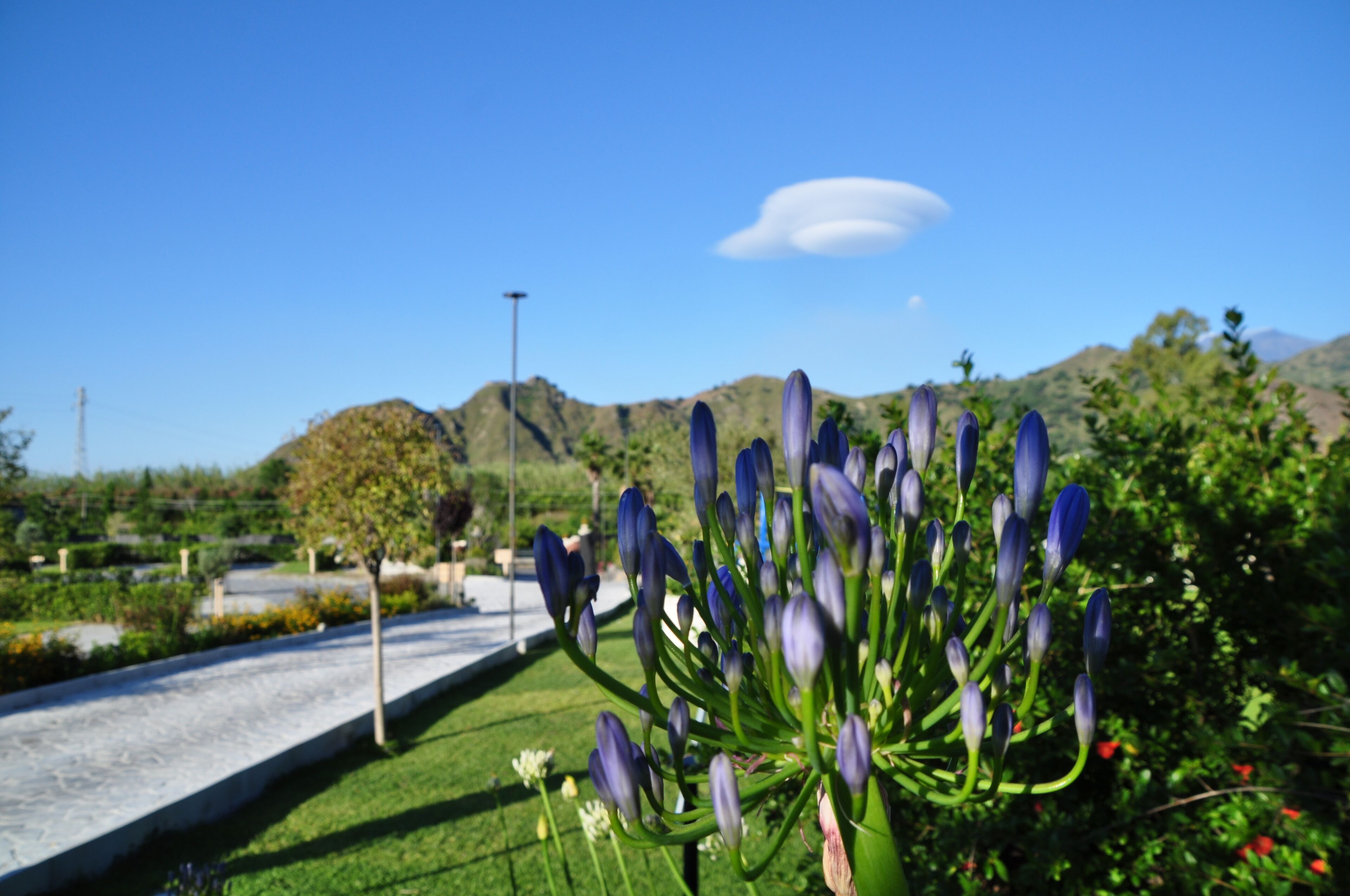 A garden with a pathway, a tree, and a mountain in the background.