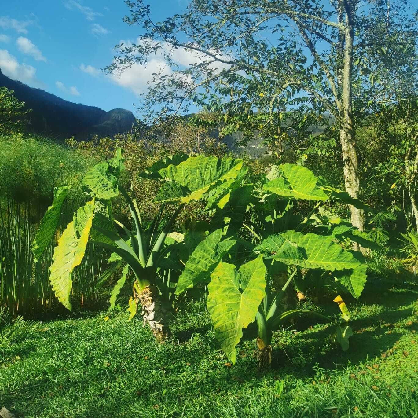 A lush green landscape with banana plants and a tree in the foreground.