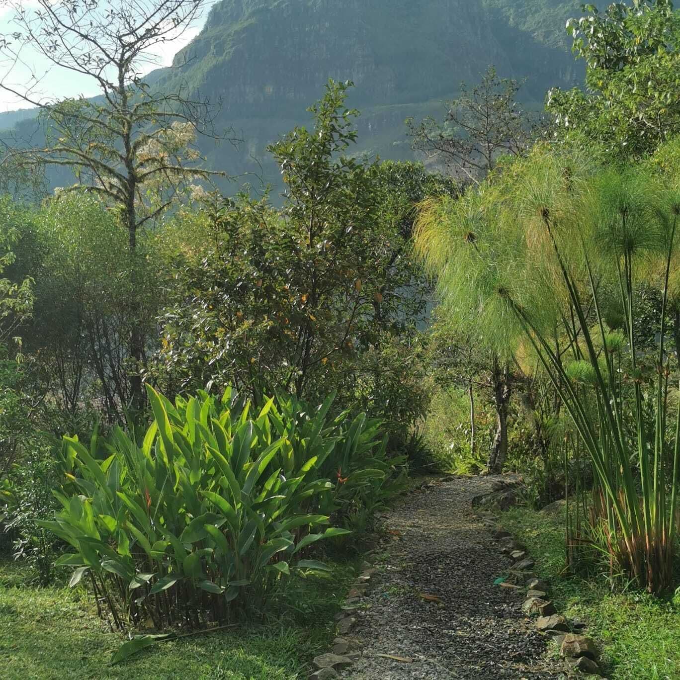 A natural pathway surrounded by lush greenery and a mountain in the background.