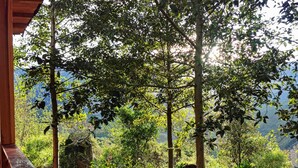 A wooden deck overlooking a lush garden with various plants and trees.