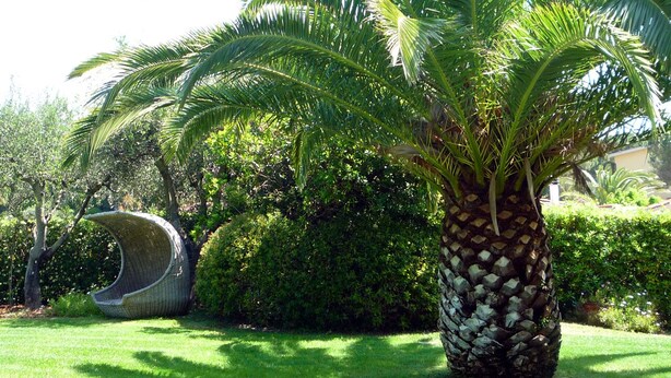 Una palmera en un jardín cuidado con un área de descanso curva.