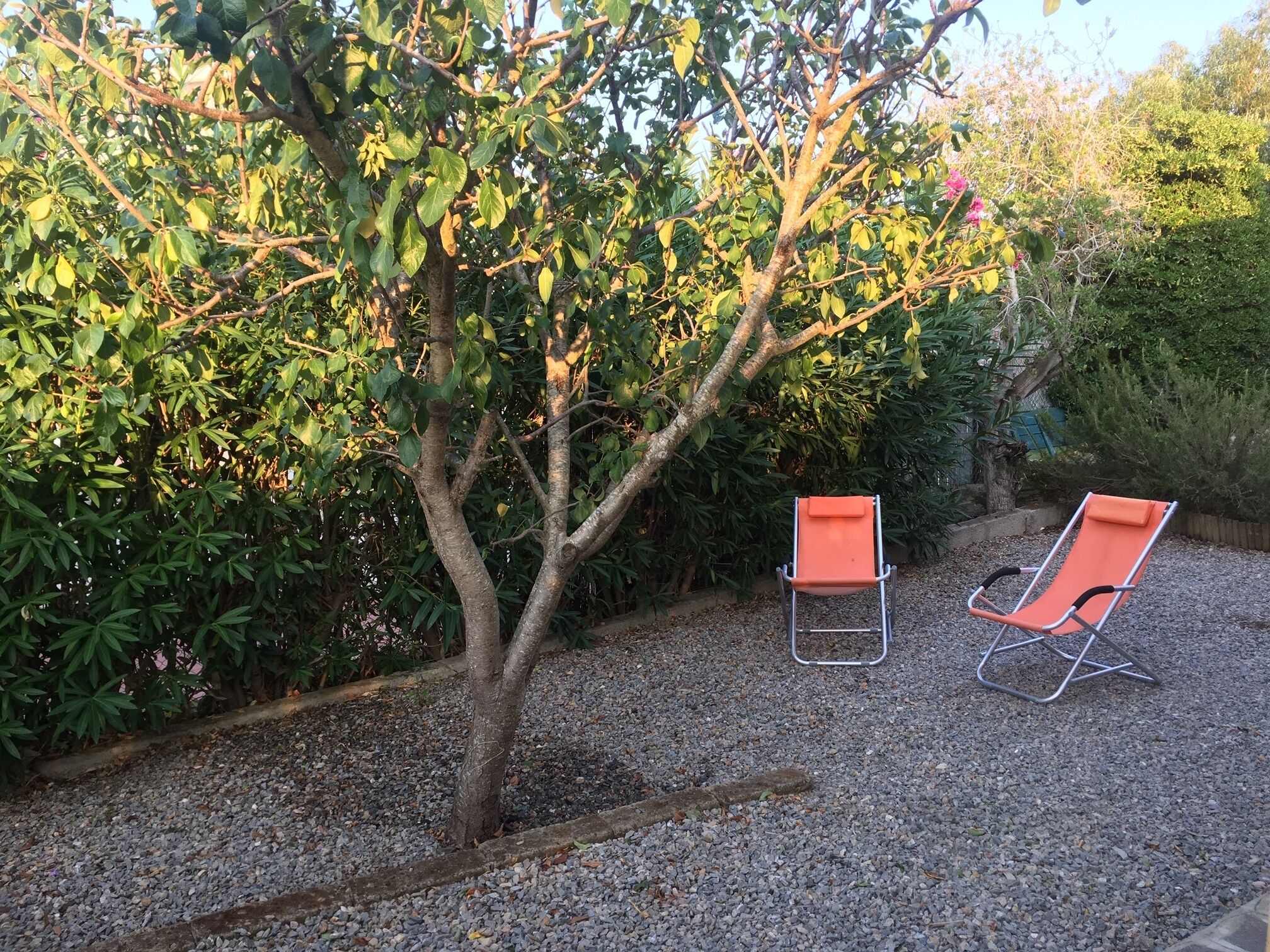 Två orange trädgårdsstolar står på en gräsyta i en trädgård med grusunderlag, omgivna av tät, grön växtlighet och ett träd.