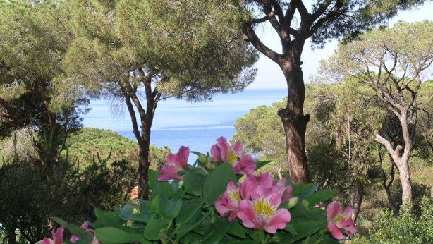 A natural landscape with trees and pink flowers in the foreground, and a body of water in the background. - Silvia (Capoliveri)