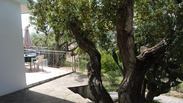 Un'area patio con un albero, un tavolo e delle sedie.